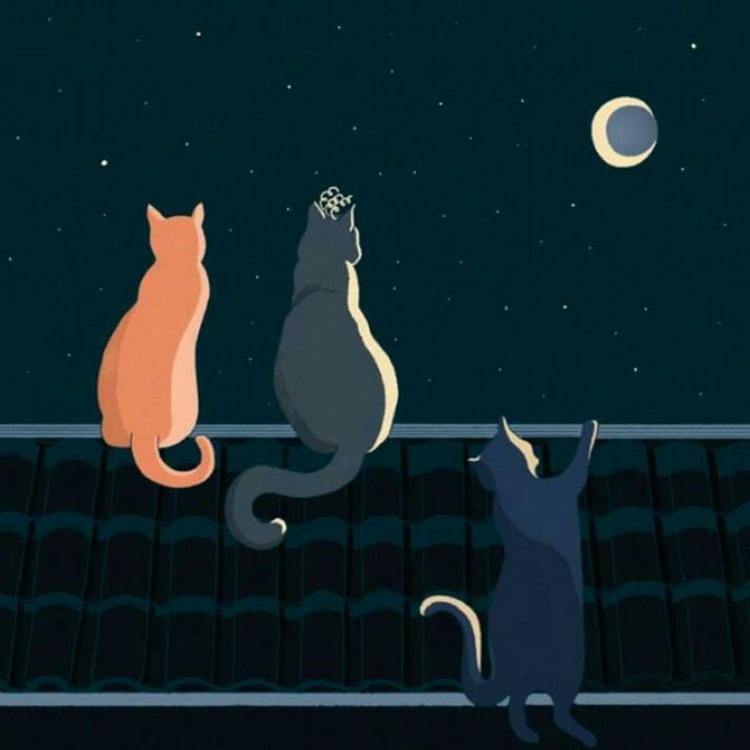 Gatos en el tejado's avatar image