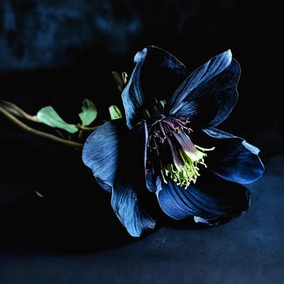 Hellebores's cover