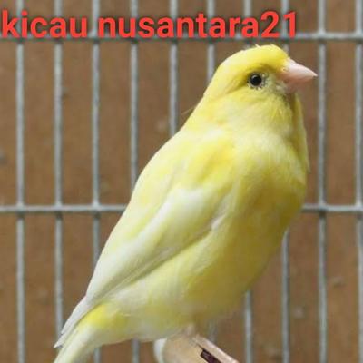 Kicau nusantara21's cover