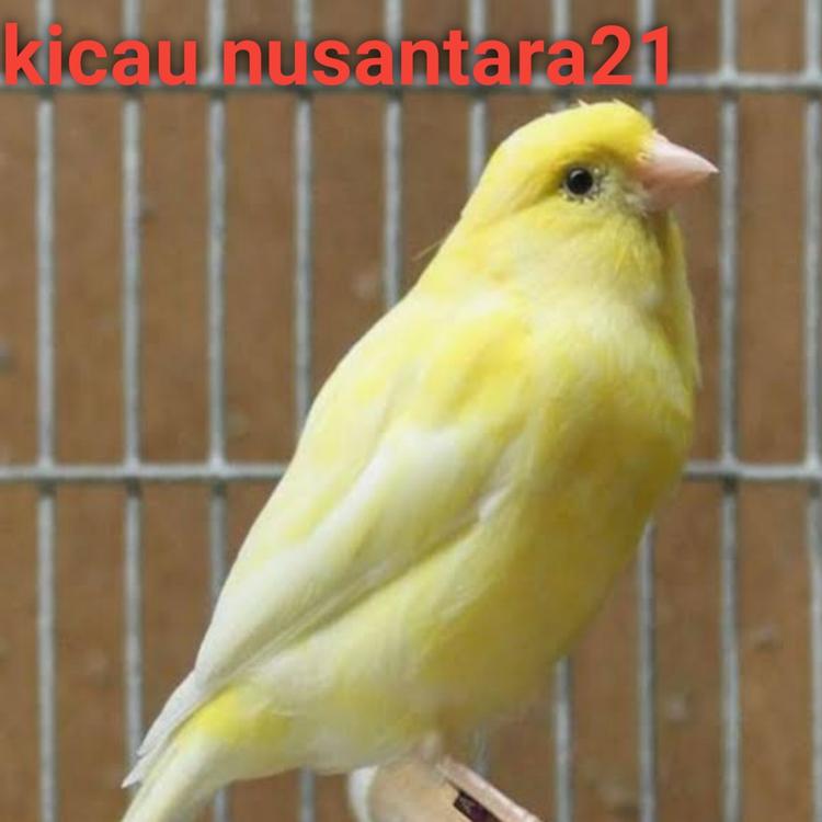 Kicau nusantara21's avatar image