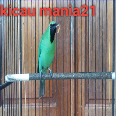 Kicau mania21's cover