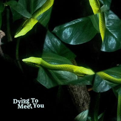 Dying To Meet You By Gooseberry's cover