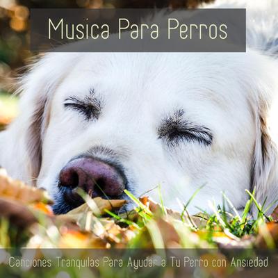 Ayuda a Tu Cachorro a Dormir By Relaxmydog, Dog Music Dreams, Relax My Puppy's cover