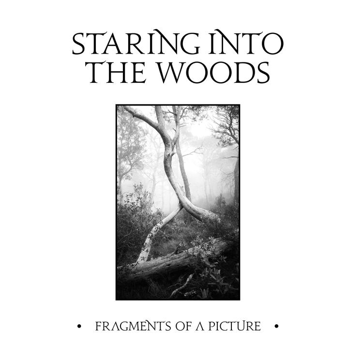 Staring Into The Woods's avatar image