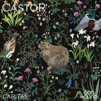 Castor's avatar cover