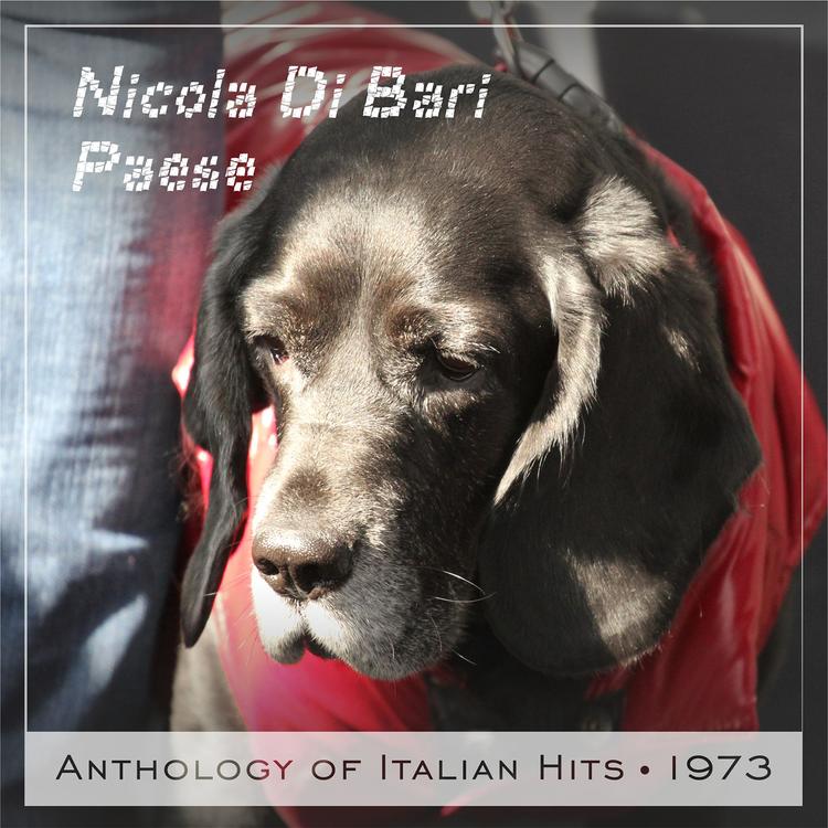 Nicola Di Bari's avatar image