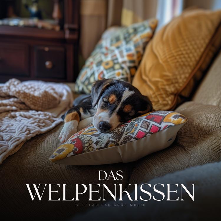 Schlafende Musik für Hunde's avatar image