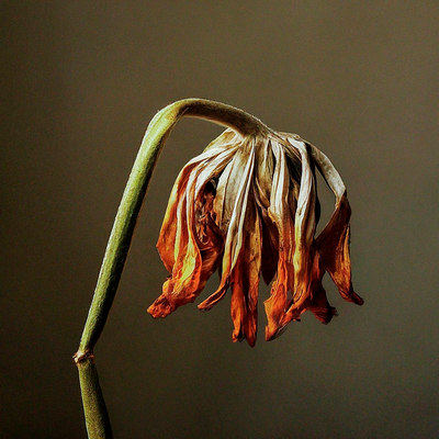 Murió La Flor's cover