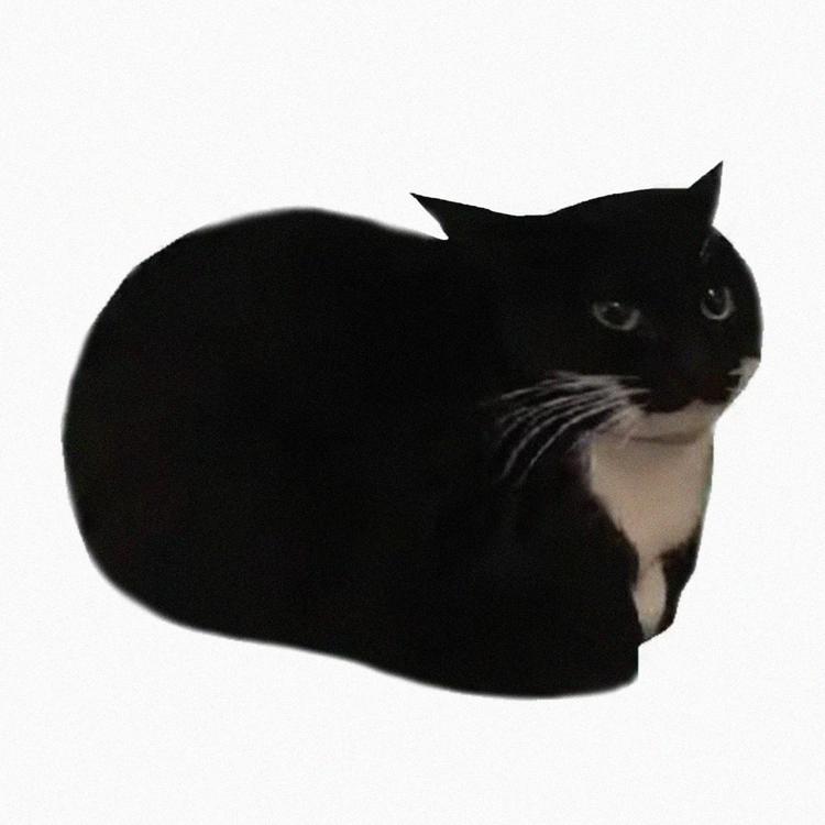 Catbycat's avatar image