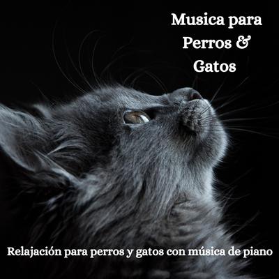 Gato Dormilón's cover