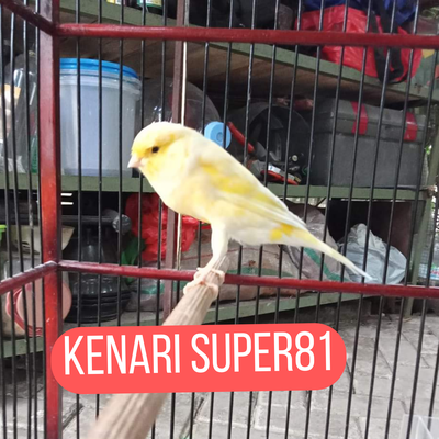 KENARI SUPER81's cover