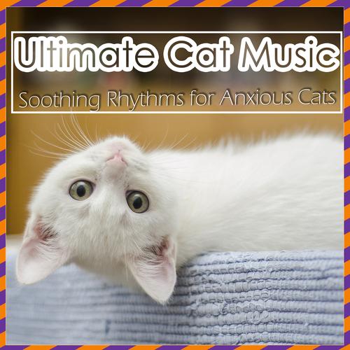 Music for 2025 anxious cats