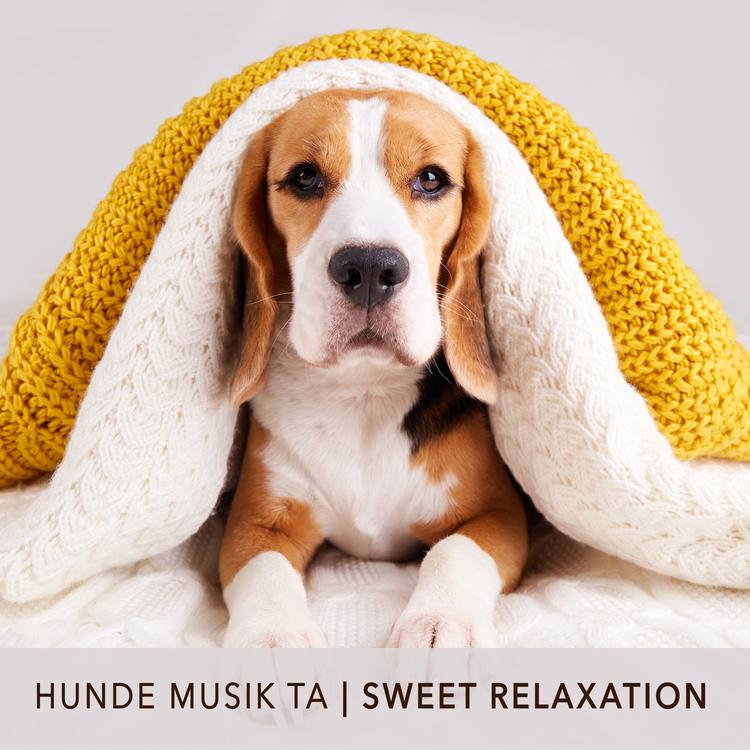 Hunde Musik TA's avatar image