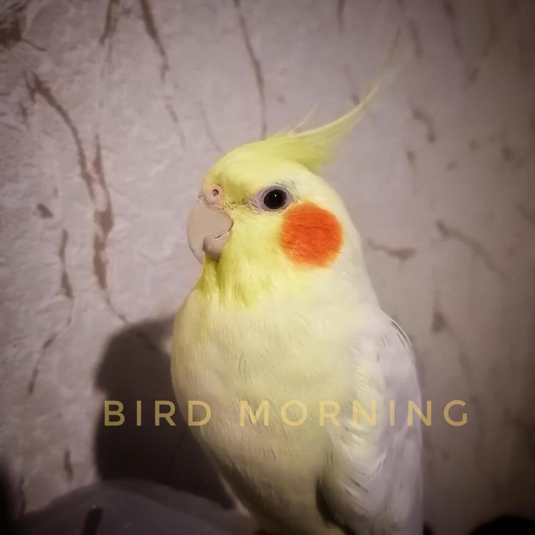 Bird Morning's avatar image