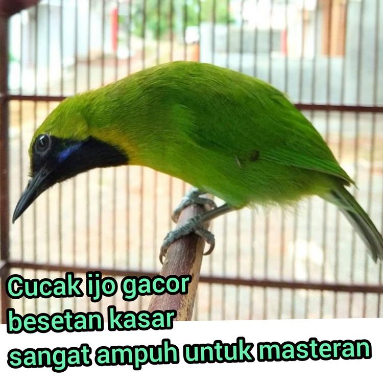 Master cucak ijo 87's avatar image