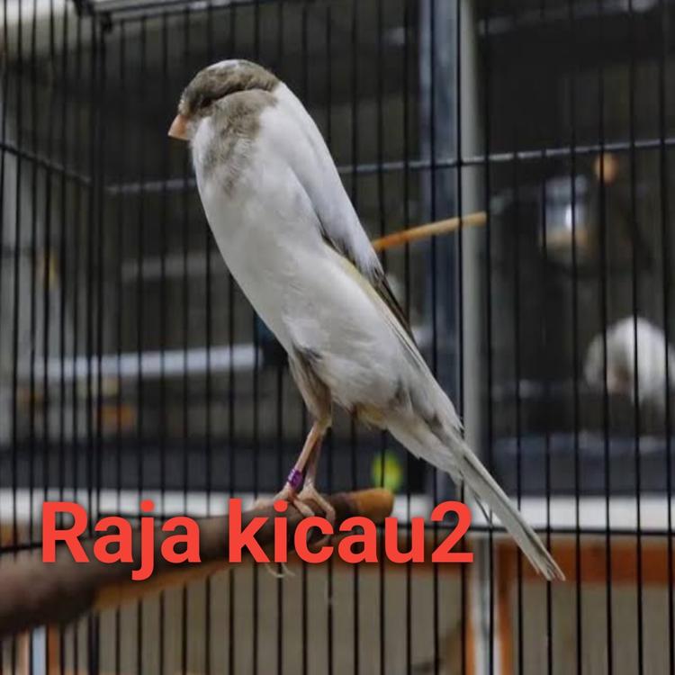 Raja kicau2's avatar image