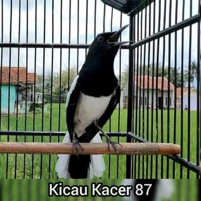 Kicau kacer 87's cover