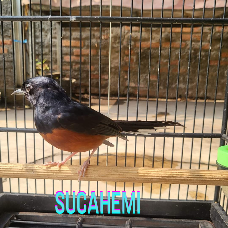Sucahemi's avatar image