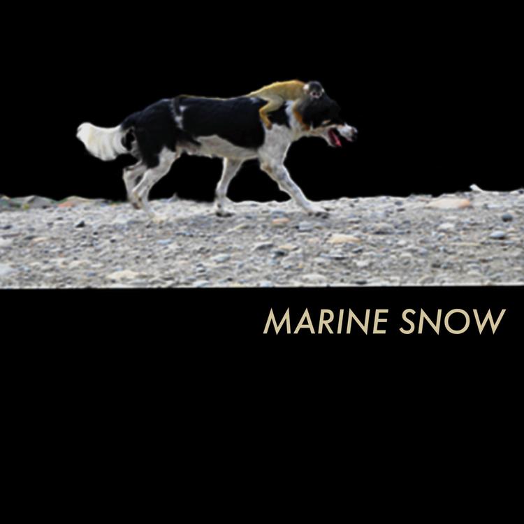 Marine Snow's avatar image