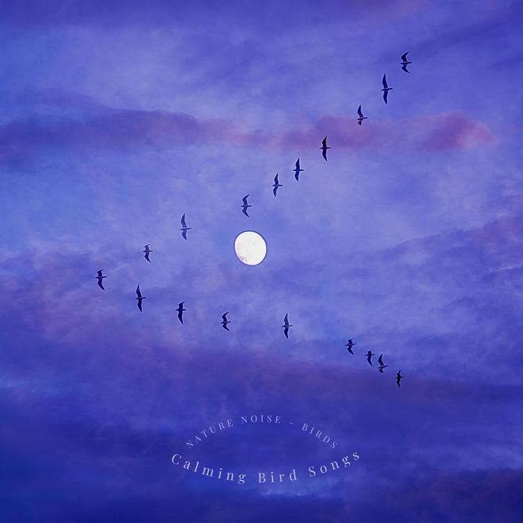 Calming Bird Songs's avatar image