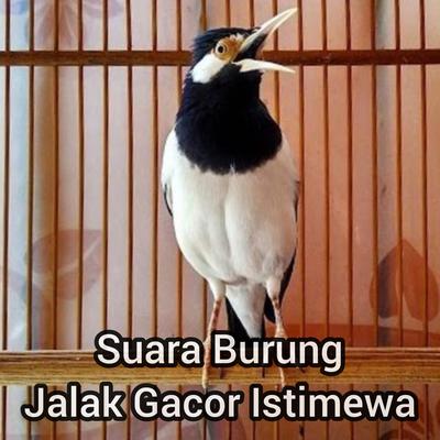 Suara Burung Jalak Gacor Istimewa's cover