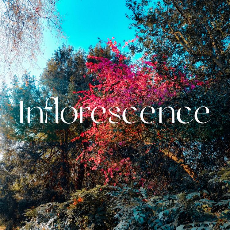 Inflorescence's avatar image