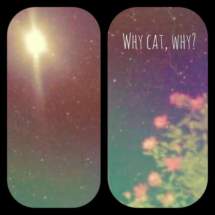 Why Cat, Why?'s avatar image