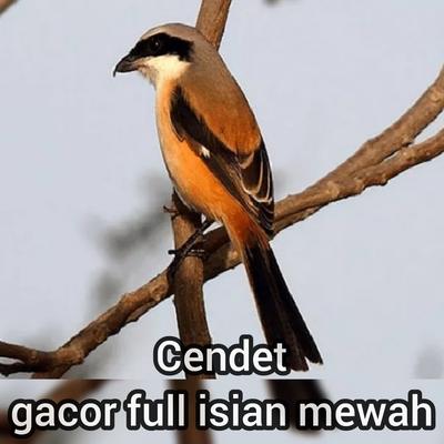 Cendet Gacor Full Isian Mewah's cover