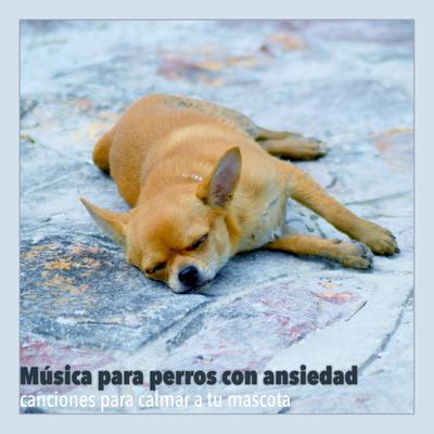 Cachorro Feliz By Relaxmydog, Dog Music Dreams, Pet Music Therapy's cover