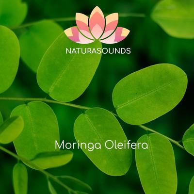 Moringa Oleifera's cover