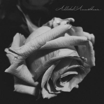 Cold Wind (feat. Angustifolia) By Addicted to Anaesthesia, Angustifolia's cover