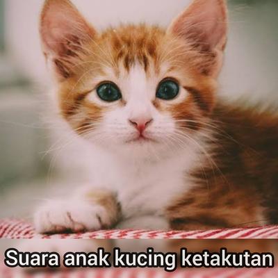 Suara Anak Kucing Ketakutan's cover