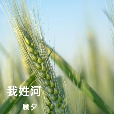 顾夕's cover