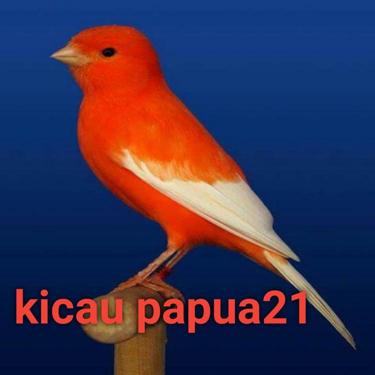 Kicau papua21's avatar image