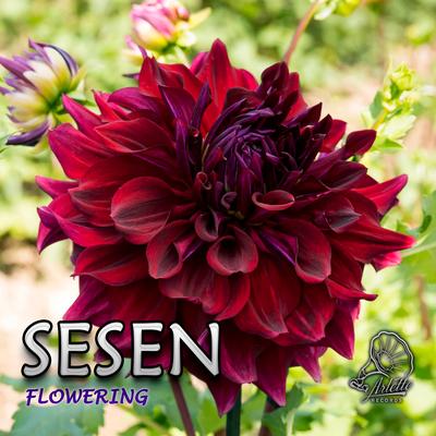 SESEN's cover