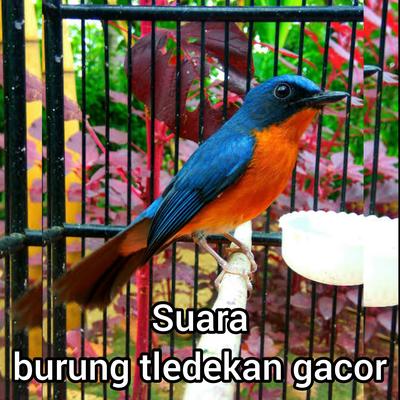 Suara Burung Tledekan Gacor's cover