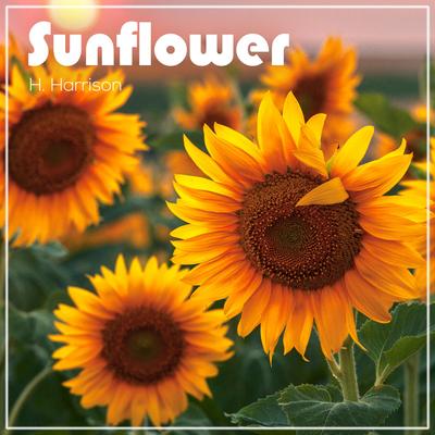 Sunflower By Hagan Harrison's cover