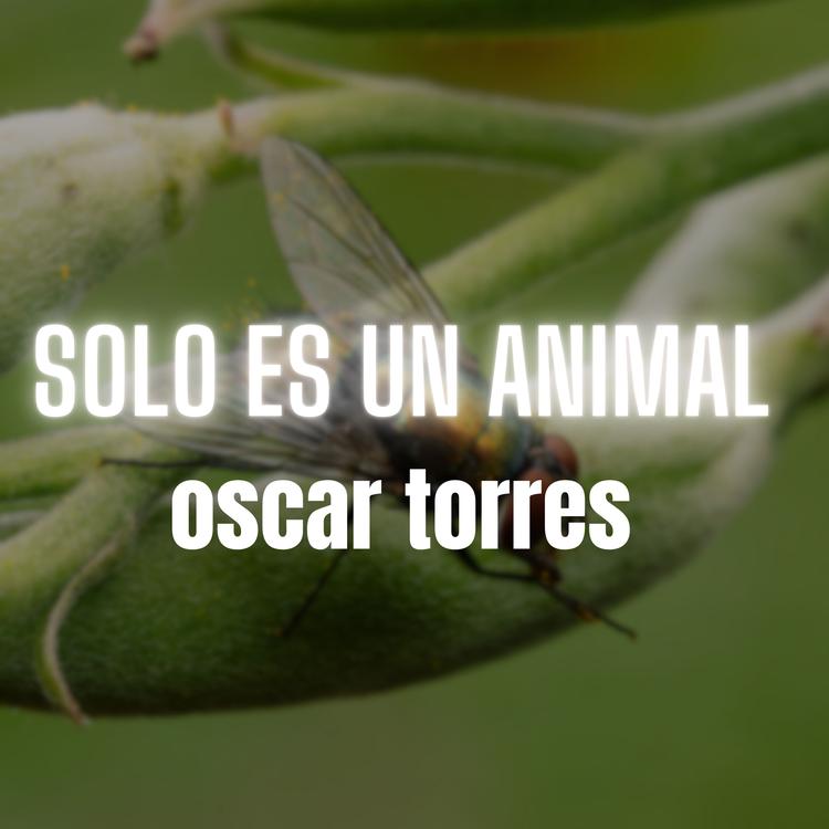 Oscar Torres's avatar image