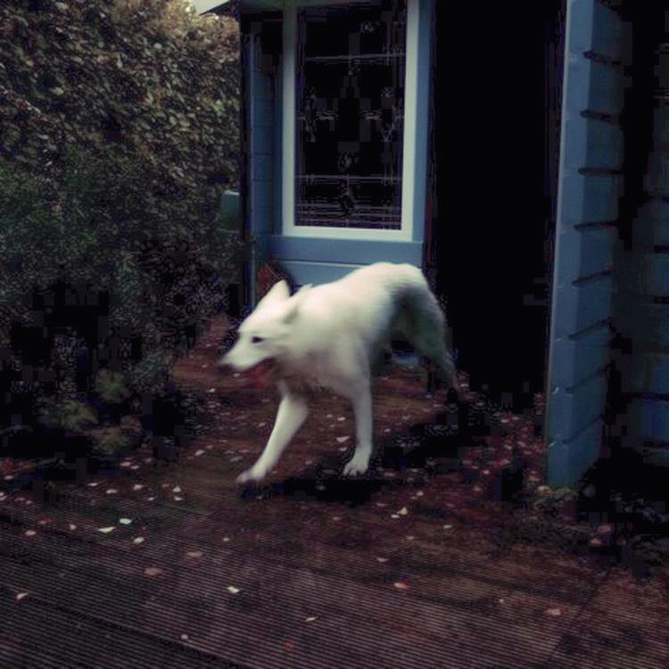 abandoned dog's avatar image