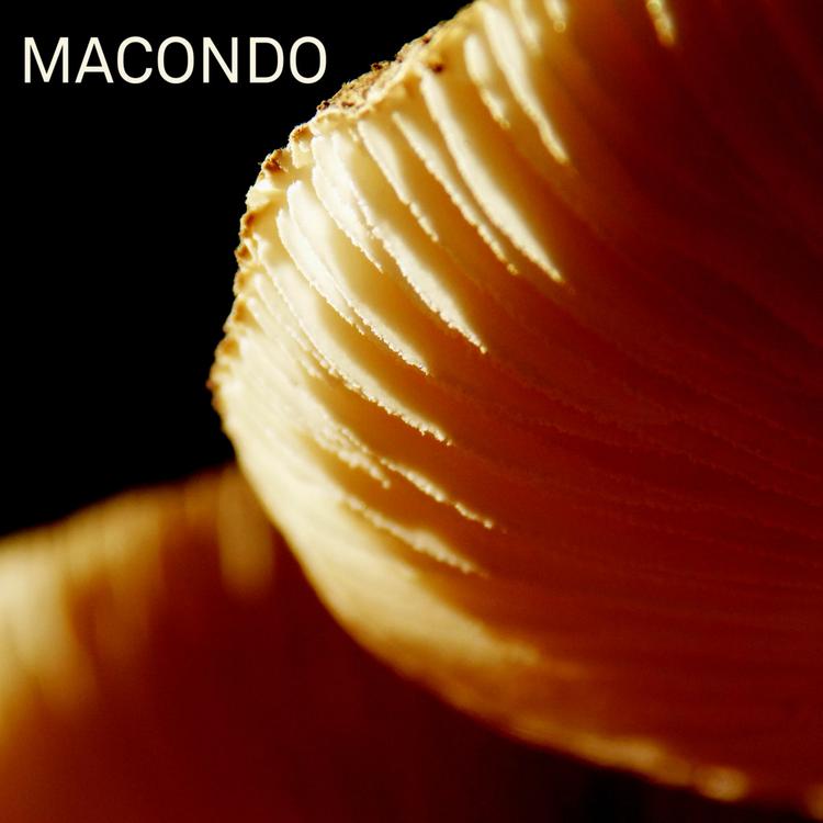 Macondo Trio's avatar image