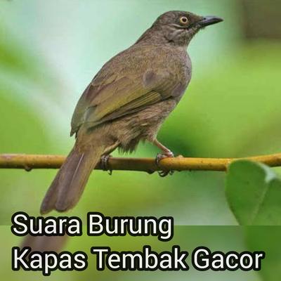 Suara burung kapas tembak gacor's cover