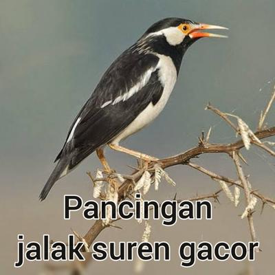 Pancingan Jalak Suren Gacor's cover