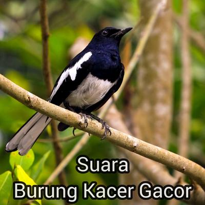 Suara burung kacer gacor's cover