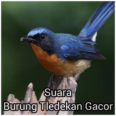 Suara Burung Tledekan Gacor's cover