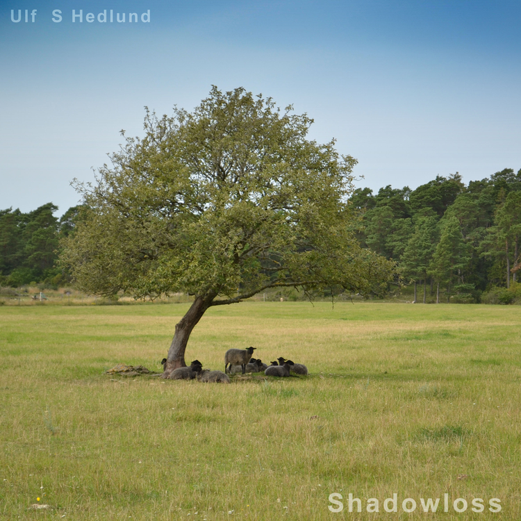 Ulf S Hedlund's avatar image