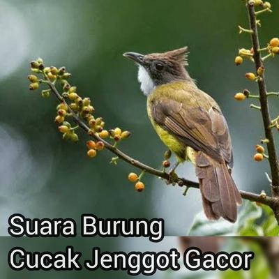 Suara burung cucak jenggot gacor's cover