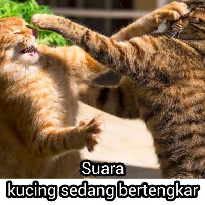 Suara Kucing Sedang Bertengkar's cover