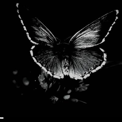 Butterflies (Radio Edit)'s cover