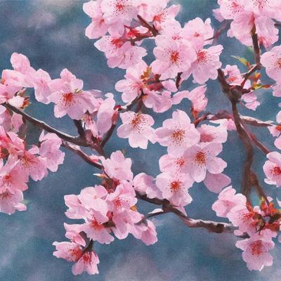 Cherry Blossom By Tosama Beats's cover