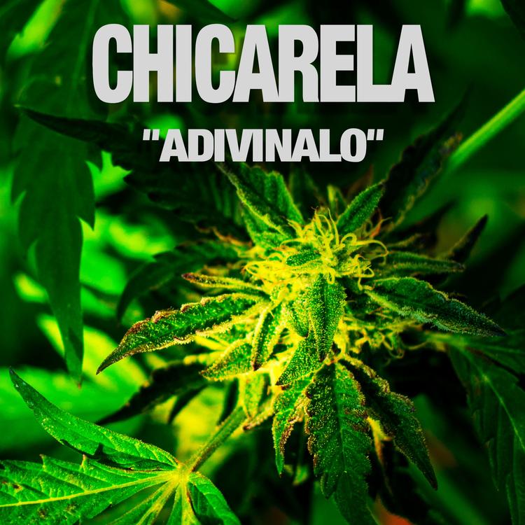 Chicarela's avatar image